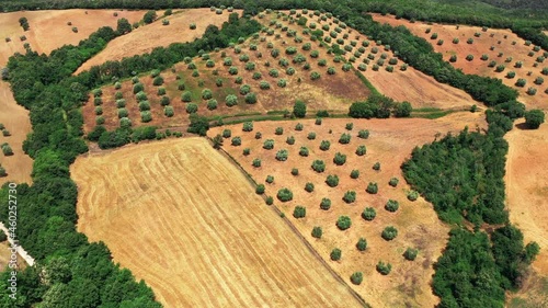 Tuscan countryside shot with drone at summer time. Aerial view of amazing wine fields country in sunny weather, arid fields,green trees,olive trees  photo