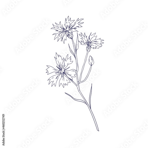 Cornflower  outlined botanical sketch. Vintage sketchy drawing of knapweed  wild floral plant. Detailed etching of bluebottle. Hand-drawn vector illustration of wildflower isolated on white background