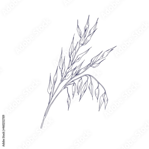 Outlined oat spikelets with ears and grains. Botanical vintage sketch of field cereal plant. Engraved drawing kernel crop in retro style. Hand-drawn vector illustration isolated on white background