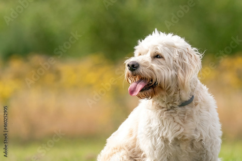 Labradoodle white dog head, dog sits on the grass, yellow flowers and reeds in the background. The white dog with curly hair is sitting in the sun © Dasya - Dasya