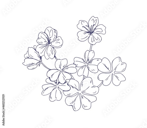 Common wood sorrel, outlined botanical sketchy drawing. Hand-drawn detailed sketch of Oxalis acetosella flower. Black and white engraved floral plant in vintage style. Isolated vector illustration
