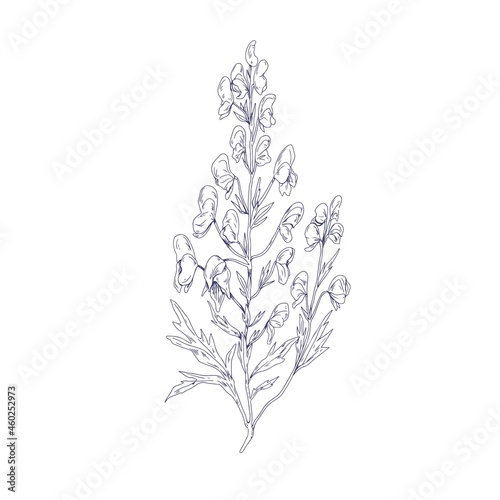 Outlined botanical sketch of Aconite flower. Wild wolfsbane in vintage style. Detailed drawing of floral plant. Aconitum  medicinal herb. Hand-drawn vector illustration isolated on white background