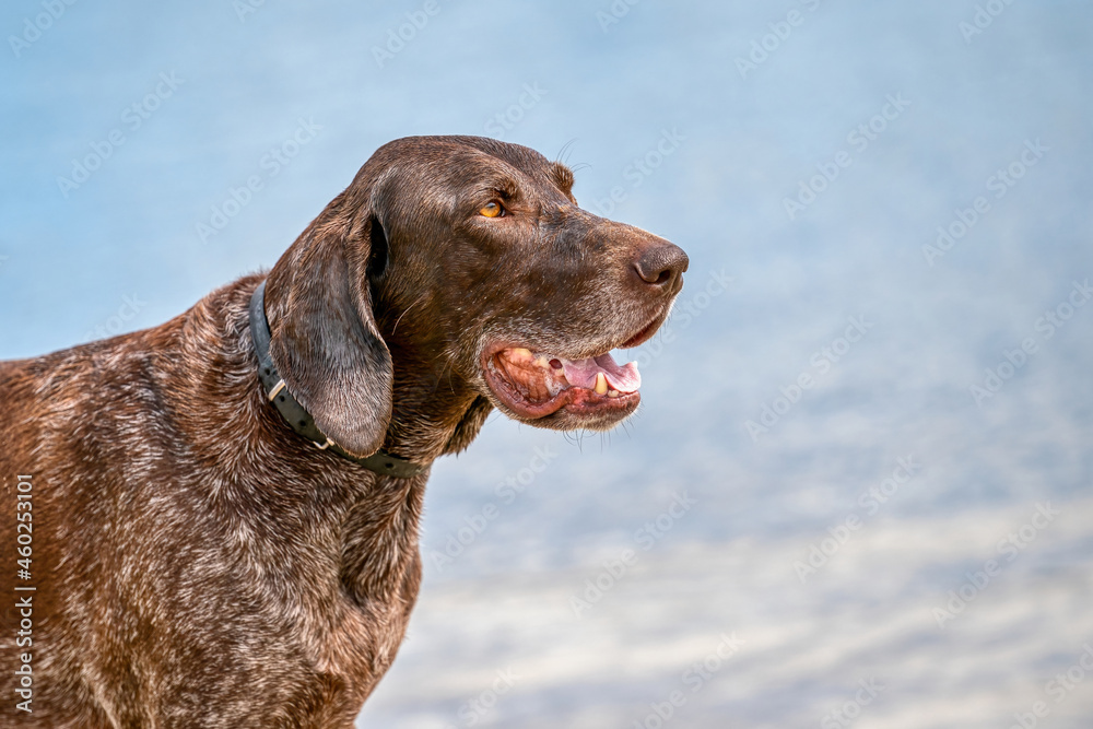 German Short haired Pointer, GSP dog sits on the beach of a lake during a summer day. He stares into the distance over the water