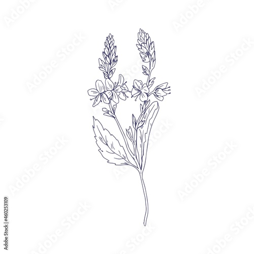 Heath speedwell flowers, outlined botanical drawing. Branch of Veronica officinalis. Wild floral plant. Detailed sketch of field herb in vintage style. Vector illustration isolated on white background photo