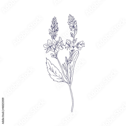 Heath speedwell flowers, outlined botanical drawing. Branch of Veronica officinalis. Wild floral plant. Detailed sketch of field herb in vintage style. Vector illustration isolated on white background