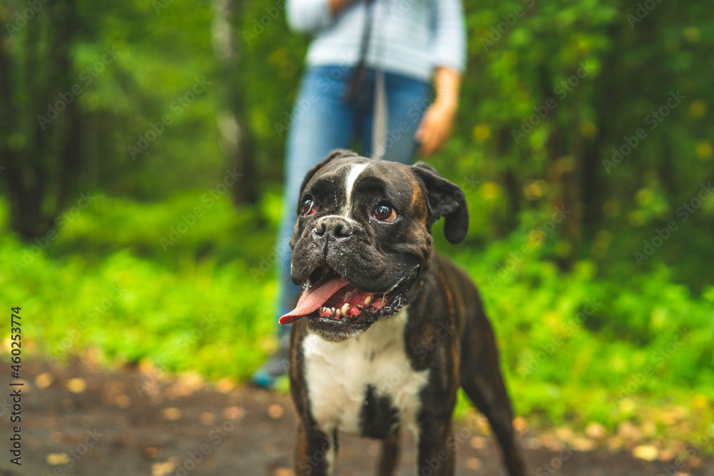 Boxer dog for a walk with the owner. Boxer dog for a walk with the owner.