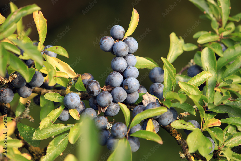 Ripe, blue and juicy sloe berries with leaves on a sloe tree branch