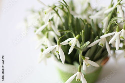 Spring season. Spring flowers concept. Snowdrop, spring white flower. Bouquet of fresh snowdrops flowers on the white background. White background with place for text and title