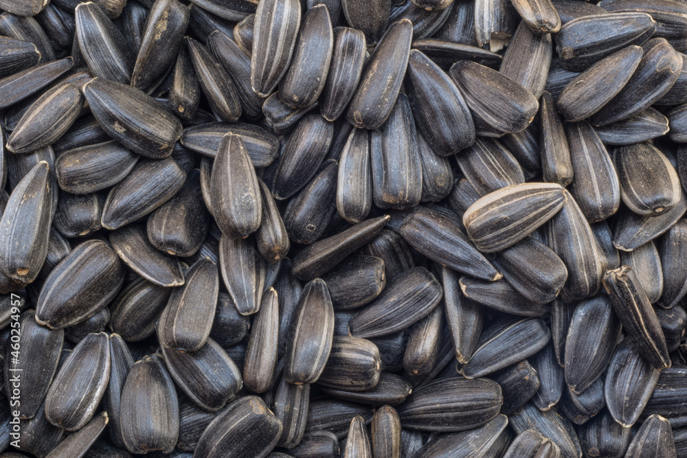 scattering of sunflower seeds close-up scattering of sunflower seeds close-up
