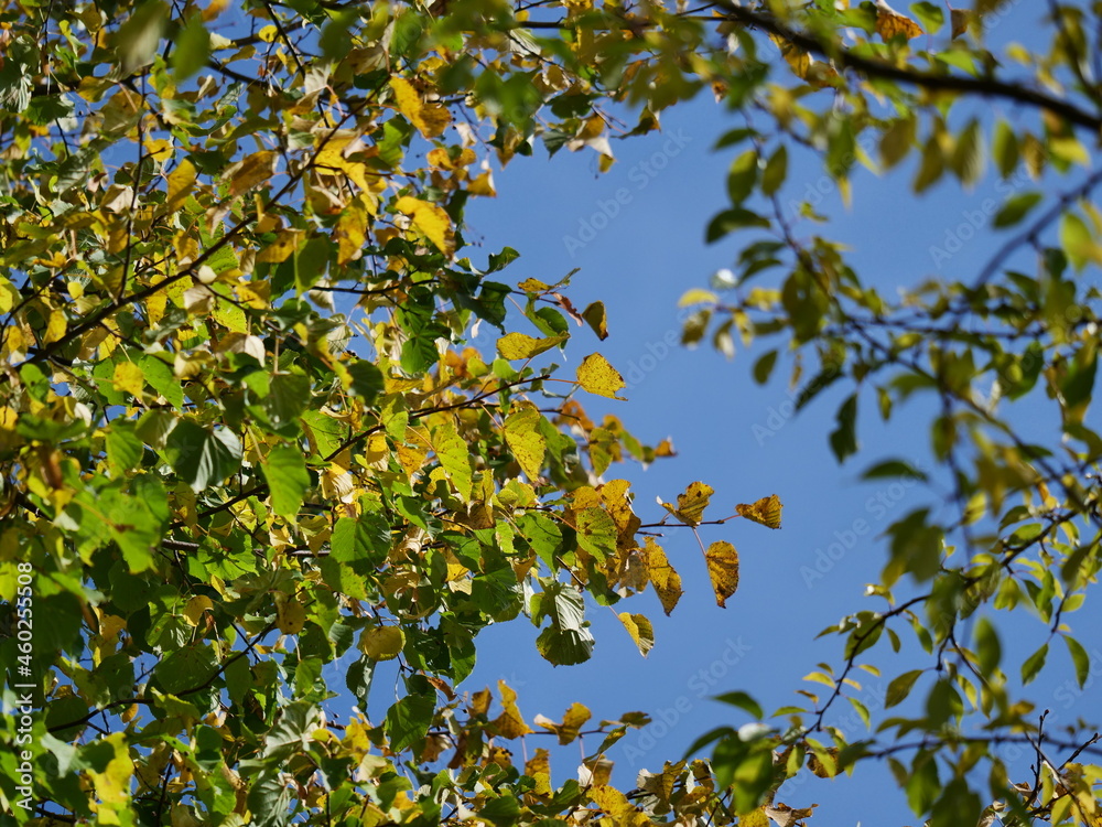 yellow leaves on blue sky