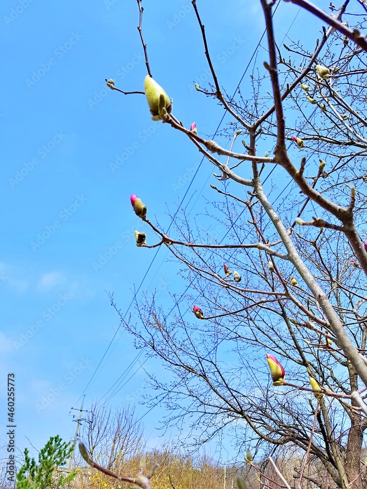 Magnolia to announce spring.