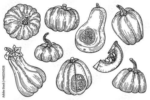 Pumpkins sketch vector illustration. Autumn harvest vegetables engraving collection for Halloween and Thanksgiving design. Hand drawn agriculture and farm isolated elements set.