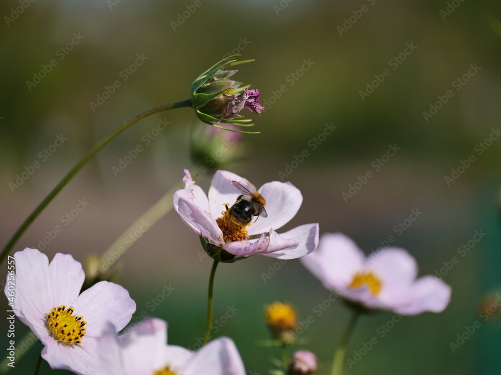 bee on flower bee on flower