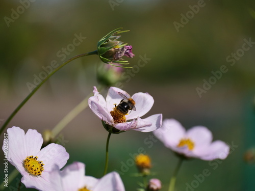 bee on flower