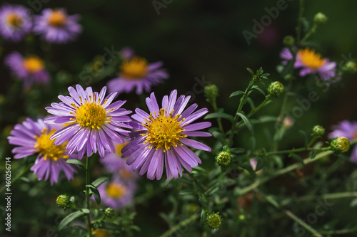 Small purple aster flowers bloom on a blurry background of green foliage. The Novobelgian aster (Latin Symphyotrichum novi-belgii) or the Virginian aster are beautiful autumn flowers in the garden. photo