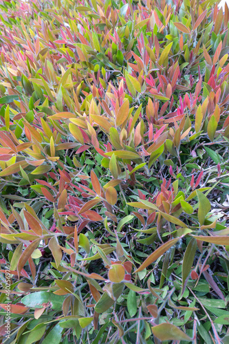 Leucothoe fontanesiana Little Flames beautiful botanical macrophotography photo