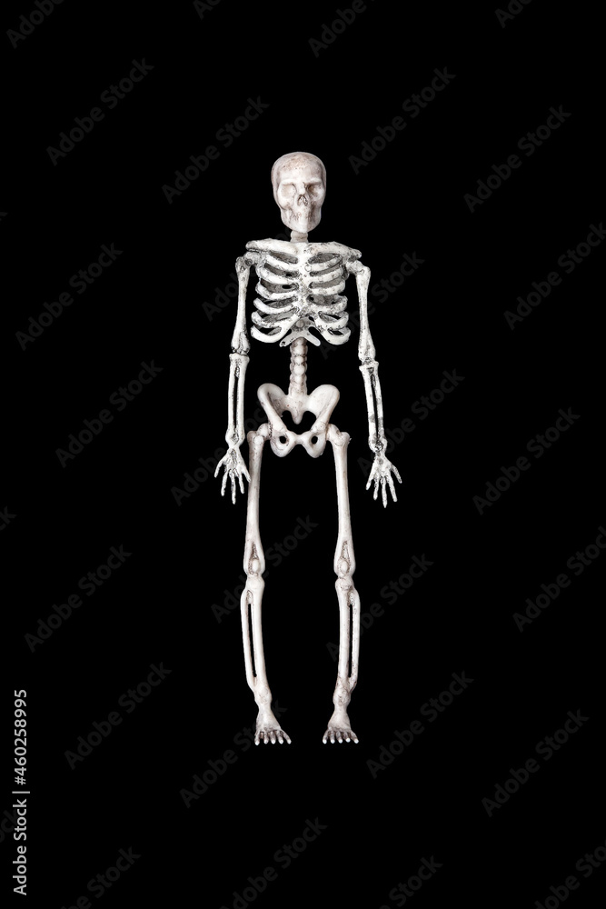 A human skeleton on a black background. Halloween A human skeleton on a black background. Halloween