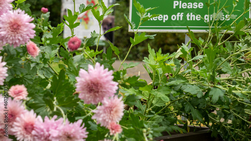 Sign Do Not Walk On The Grass on the defocused pink flowers on foreground. No Sign Of Trampling The Lawn.