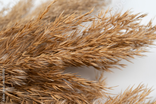 The reeds. Scandinavian decor. Natural light dry background