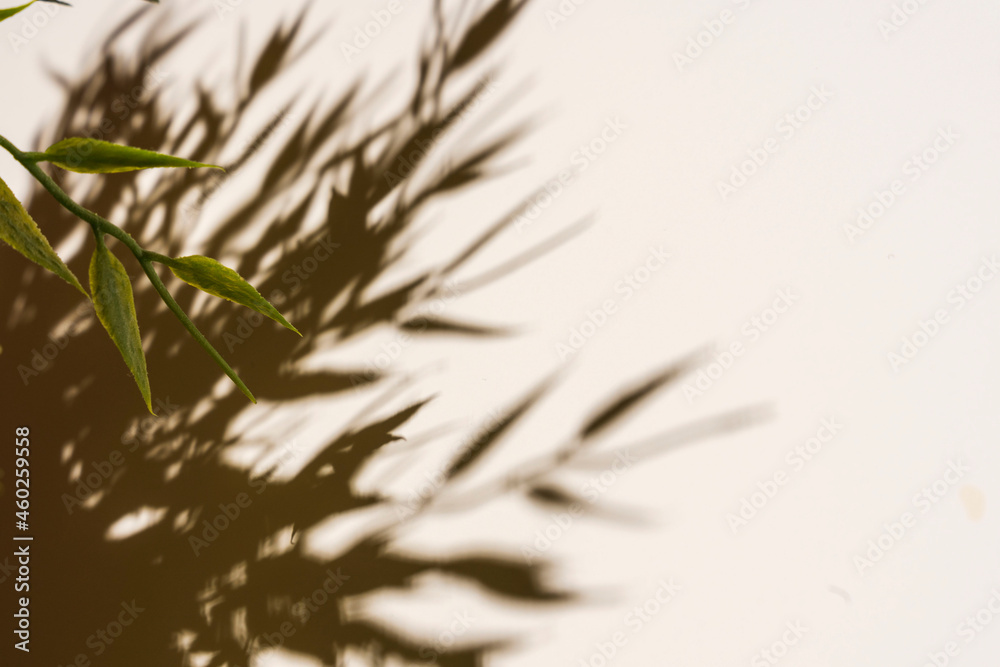 white background with a hard shadow from the foliage, the shadow of twigs