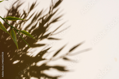 white background with a hard shadow from the foliage  the shadow of twigs