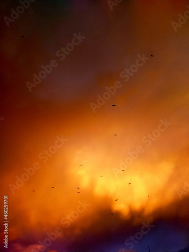 A group of bats in a sunset clouds