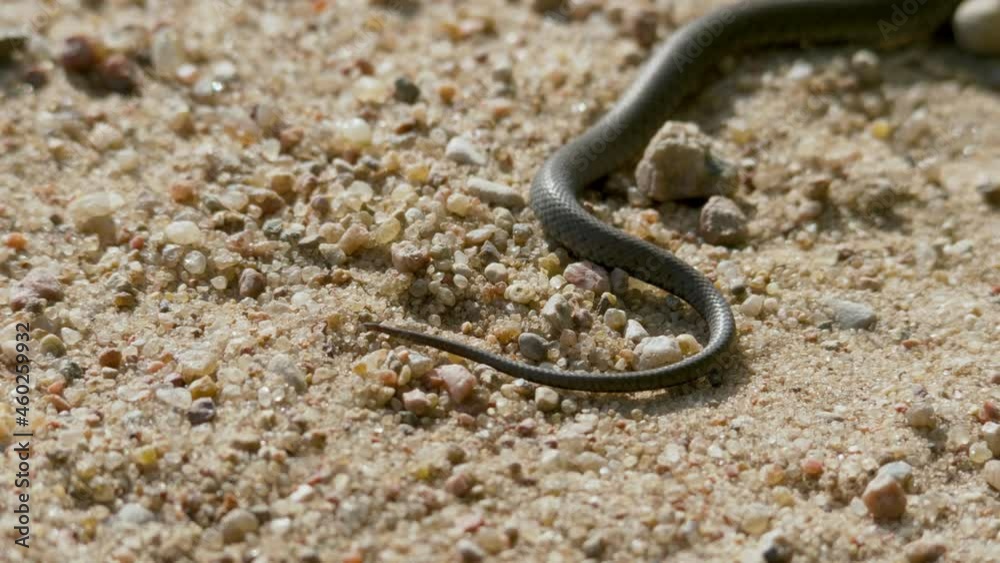 Grass snake on sand on summer day, Europe Grass snake on sand on summer day, Europe