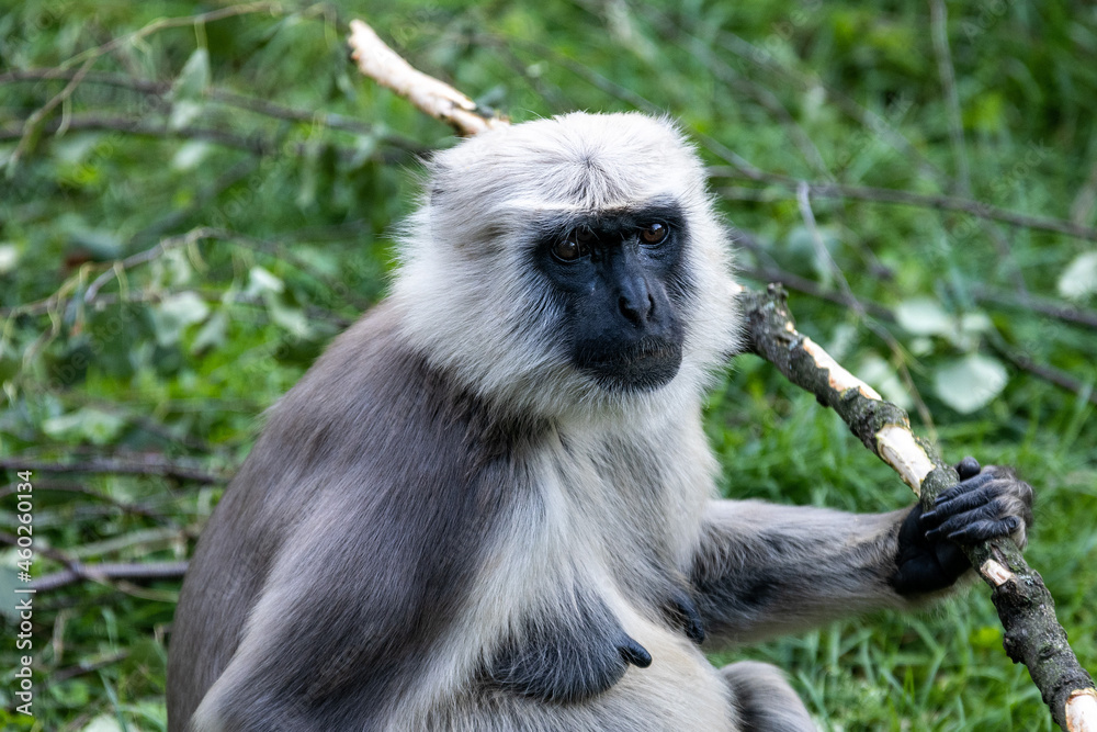 Obraz premium Małpa Zoo Ostrava