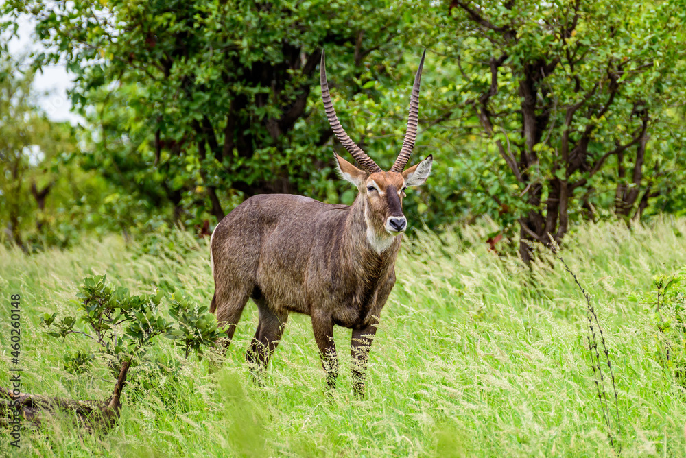 Waterbuck male in Kruger NP in South Africa.