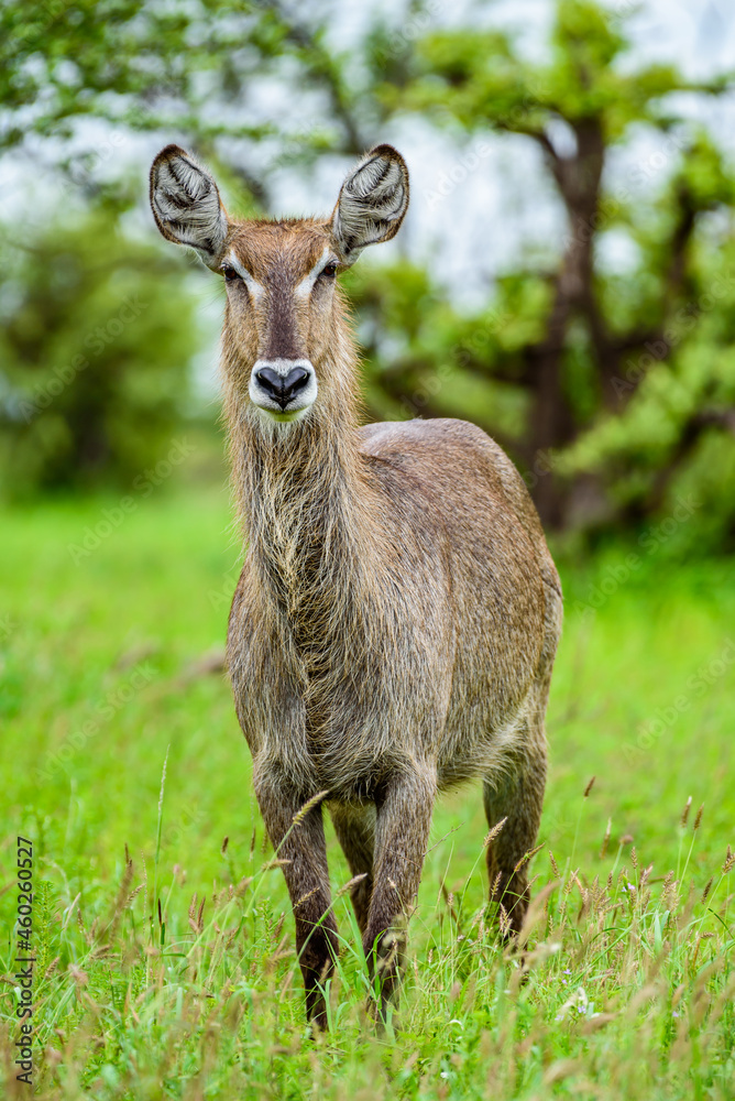Waterbuck female in Kruger NP in South Africa. Waterbuck female in Kruger NP in South Africa.