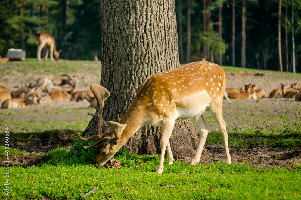 Deer eating grass in a field with other deer in the distance Deer eating grass in a field with other deer in the distance