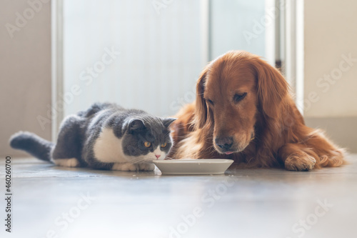 Golden Retriever and British Shorthair eating together