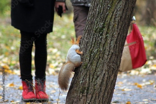 A squirrel on a tree in the park looks towards the passing people