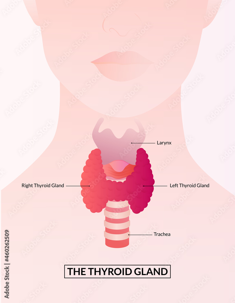 Thyroid Gland and Larynx diagram. Thyroid gland medical concept as a