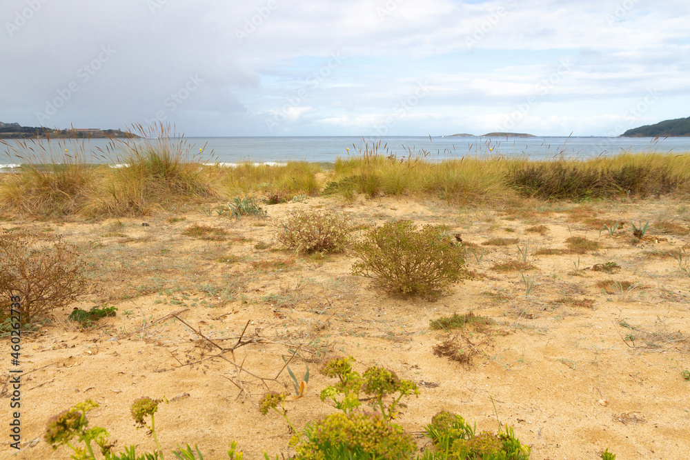 Vista de vegetación y dunas protegidas en la Playa América de las Rías Bajas de Galicia, España
