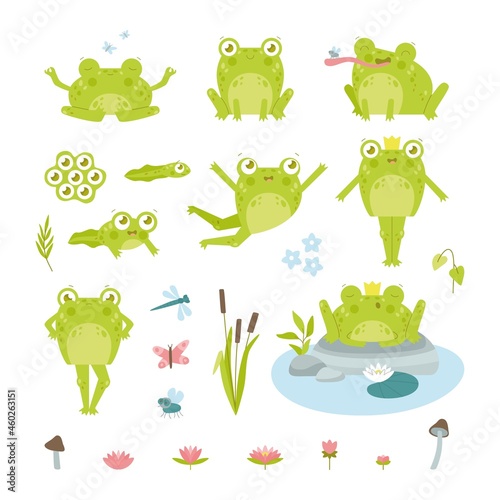 Cute happy toad or frog character flat vector illustrations set. Funny drawings of eggs, tadpole and adult green amphibian in crown, lotus, insects isolated on white background. Nature, fauna concept