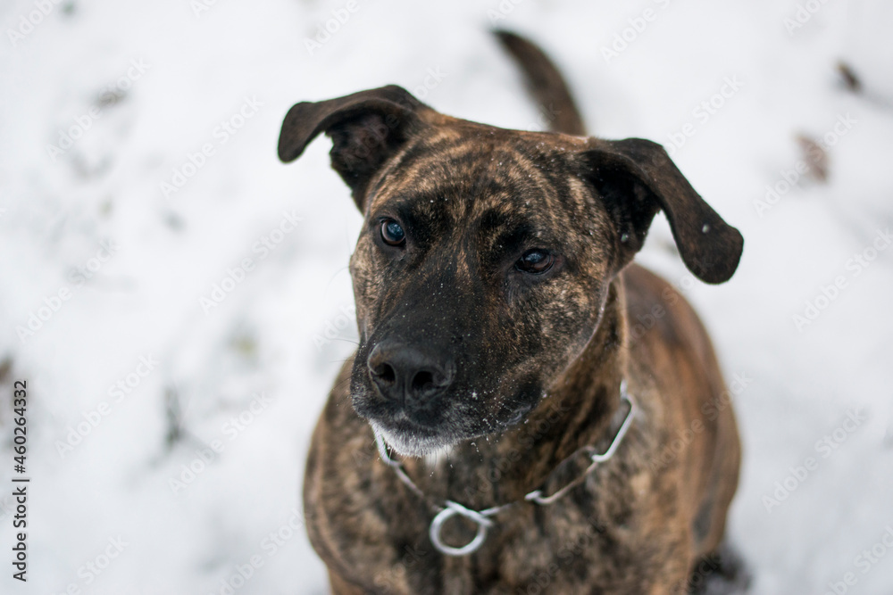 Pitbull lying in the snow