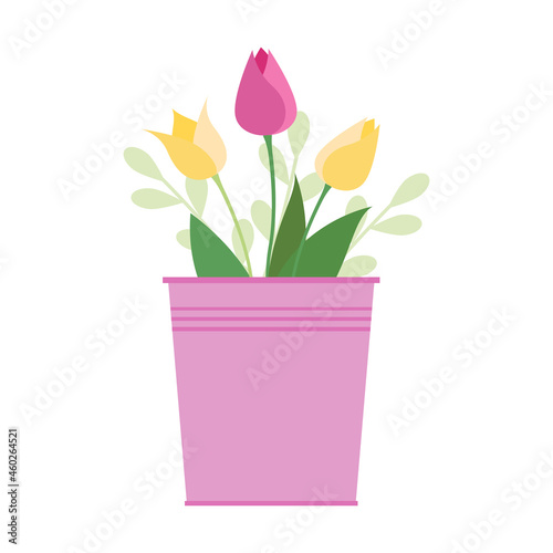 Pink and yellow tulips in a pink bucket. Vector isolate illustration on white background