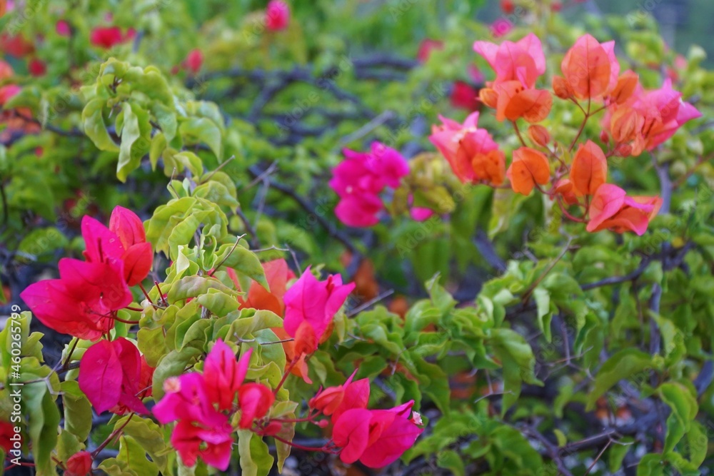 Bougainvillea flowers in Marmaris, Turkey.