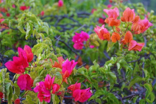 Bougainvillea flowers in Marmaris, Turkey.