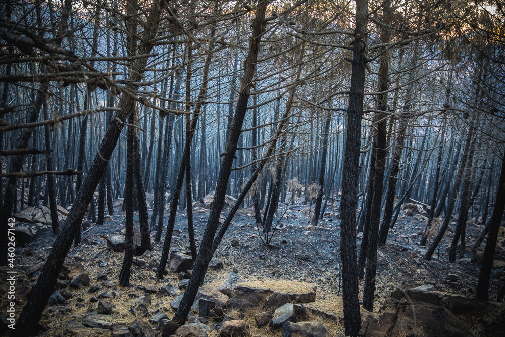 General view of Sierra Bermeja after the fire General view of Sierra Bermeja after the fire
