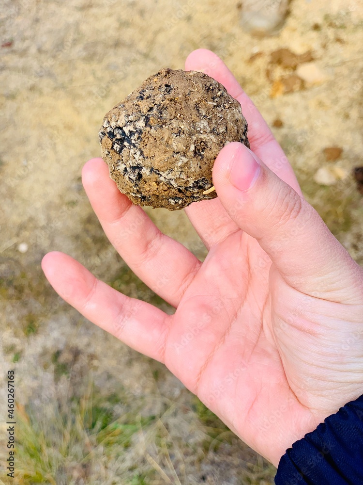 A hand is holding a raw truffle, The Truffle Farm, Canberra, ACT Australia A hand is holding a raw truffle, The Truffle Farm, Canberra, ACT Australia