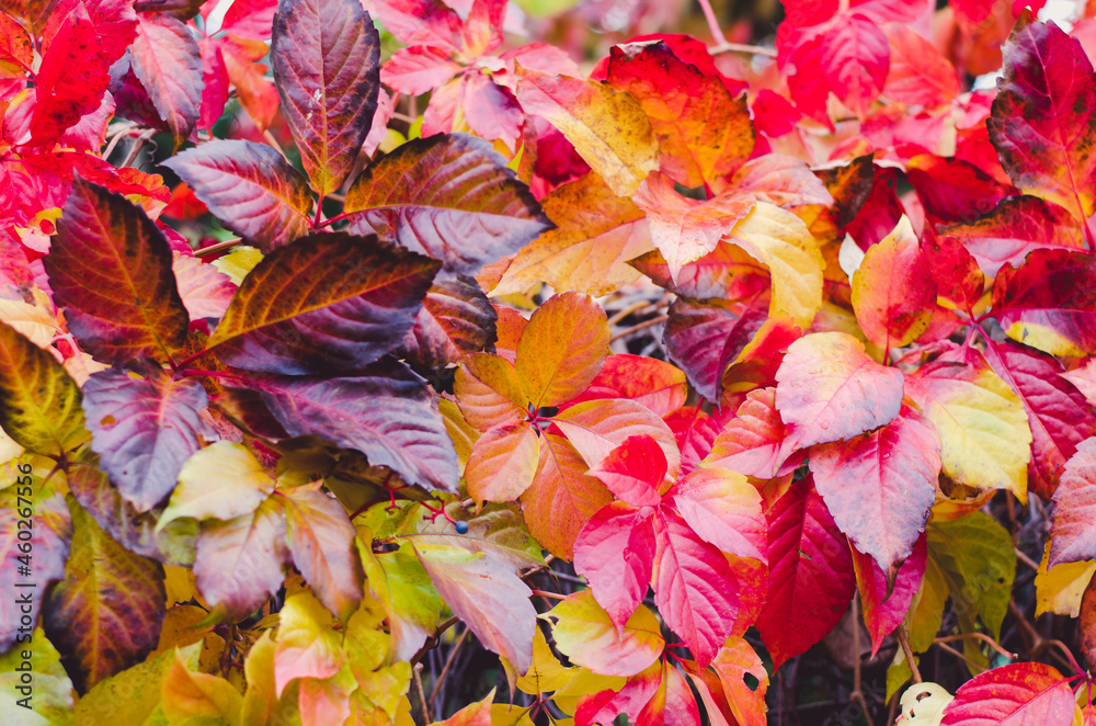 colorful leaves background, autumnal pattern concept