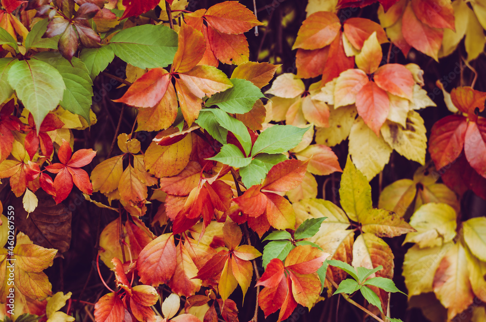 autumn with colorful leaves background, autumnal pattern concept