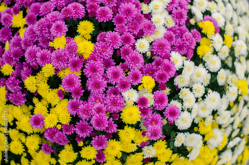 colorful chrysanthemum flowers background © katarinagondova