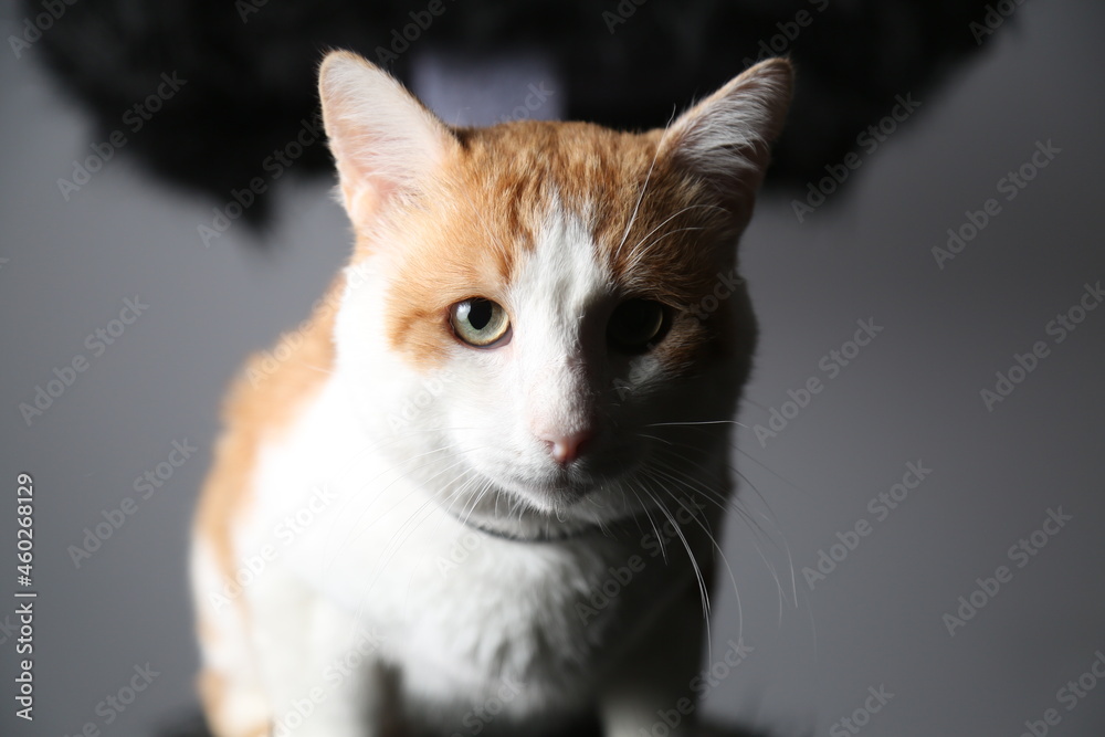 Ginger cat looking at the camera in studio with Gray background Ginger cat looking at the camera in studio with Gray background