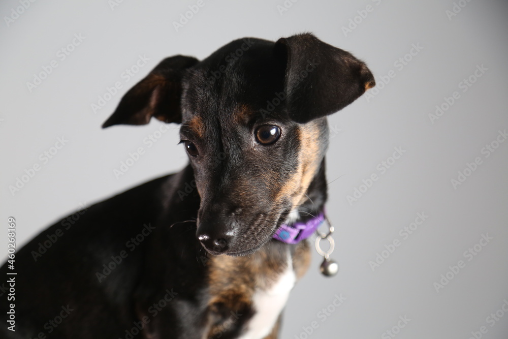 Dachshund, sausage dog, 1 year old. in studio with Gray background