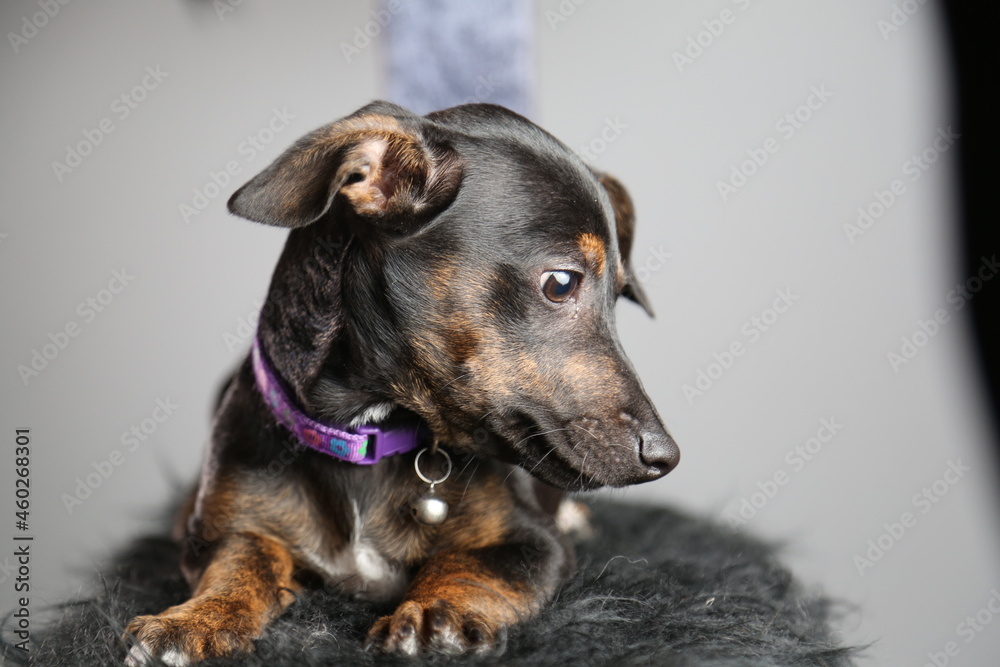 Dachshund, sausage dog, 1 year old. in studio with Gray background Dachshund, sausage dog, 1 year old. in studio with Gray background