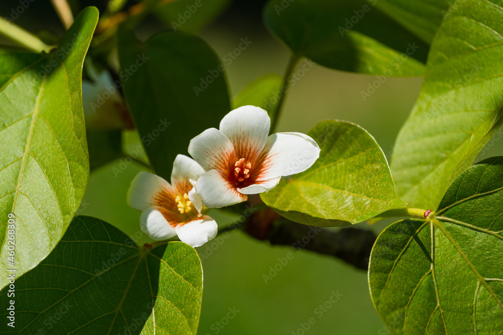 Fototapeta premium Close-up white Tung tree flower blooms. Aleurites Fordii Airy Shaw or Vernicia fordii, usually known as the tung or tung oil tree in spring Arboretum Park Southern Cultures in Sirius (Adler) Sochi.