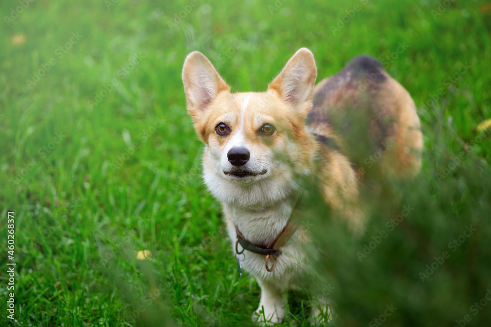 corgi dogs walking on a green lawn, autumn day corgi dogs walking on a green lawn, autumn day